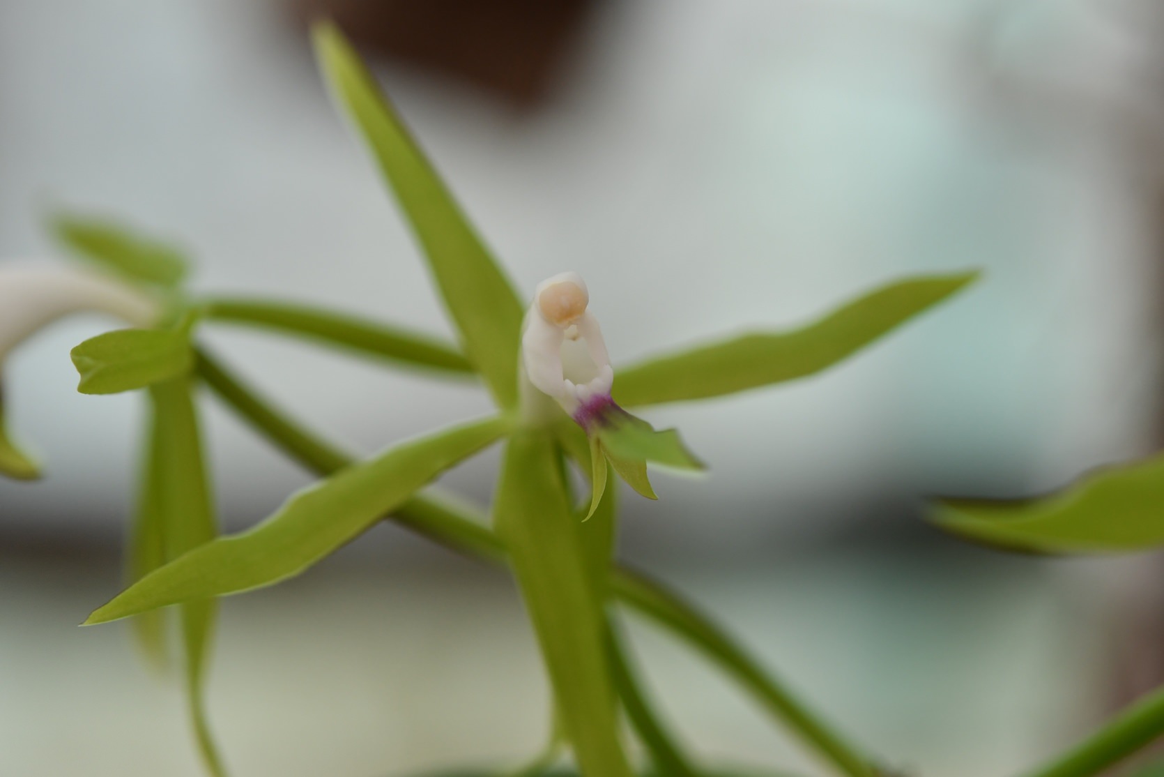Epidendrum lacertinianum